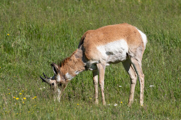 Naklejka na ściany i meble Antelope in Yellowstone National Park