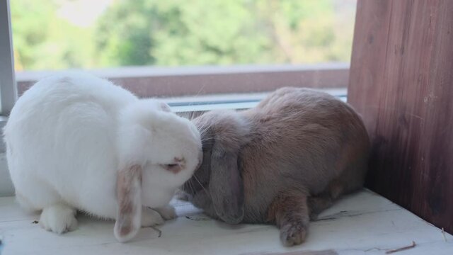 Two rabbit with white and brown color stay relax in the corner near glass window with one eat dried grass and other lie down in living room of the house. Easter animal symbol relax and stay with child