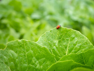 Lady bug perched on edge of romaine lettuce leaf.