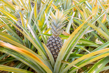 Fototapeta premium Pineapple fresh fruit ,organic are agriculture harvest for health and produce for food industry.