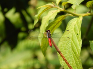 Red and black dragonfly alongside a trail in the mountains of Costa Rica.