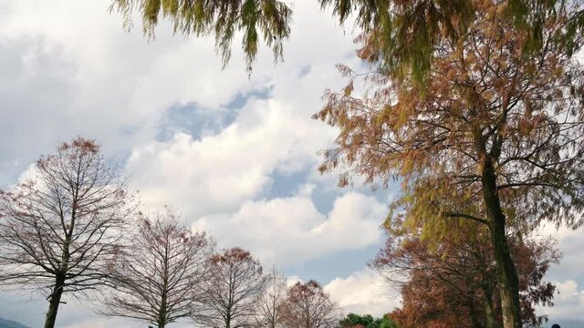 Sanxing Township, Yilan County, Taiwan. Beautiful Landscape Of Bald Cypress.