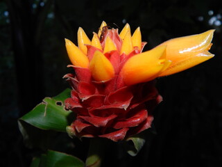 Fototapeta na wymiar A beautiful and vibrant red tropical flower with orange petals about to bloom in Costa Rica.