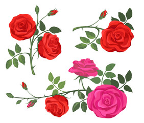 Red and purple roses set. Flowers, plants with rosebuds, branches with green leaves isolated on white. Vector illustration for decoration, florist job, floral shop, spring concept