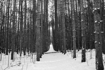 Trail in pine forest with snow. Winter landscape. Lillian Anderson Arboretum in Kalamazoo Michigan.