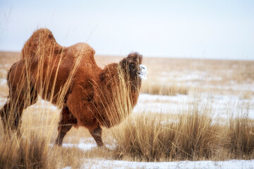 The Mongolian Gobi is the habitat of the Bactrian camel