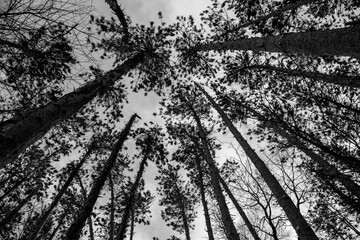 Look up tree branches. Lillian Anderson Arboretum in Kalamazoo Michigan. Black and white.