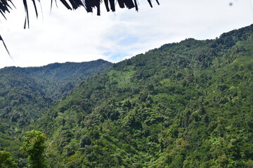 Beautiful hill with forest
