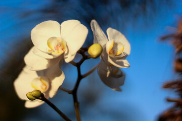 Fototapeta na wymiar Orchid with Blue Sky