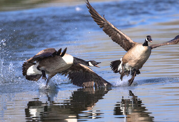 A pair of Canada Geese, in conflict with each other, have come ashore as one chases the other away from its territory.  © Susan Hodgson