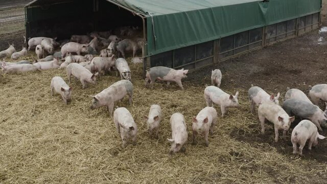 A large herd of pigs standing around together on straw in a muddy field.