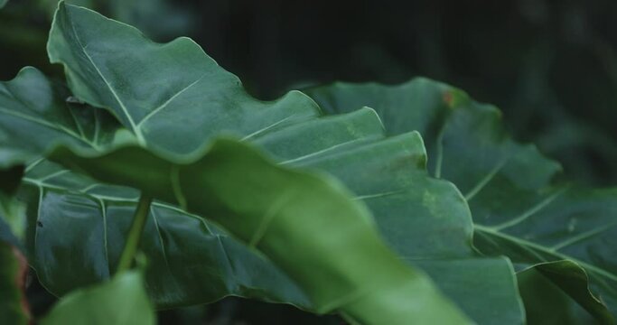 Green Monstera deliciosa leafs in dark Brazilian jungle - Handheld shot