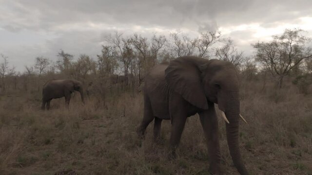 Young tusker elephant walks up to camera, bluffs and then walks away