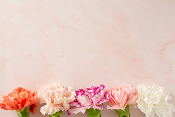blooming carnations on pink marble background