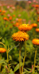 Marigold flowers in the park