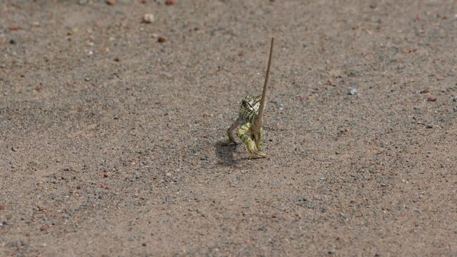 Flap-necked chameleon walks across dirt road in funny, jerky motion