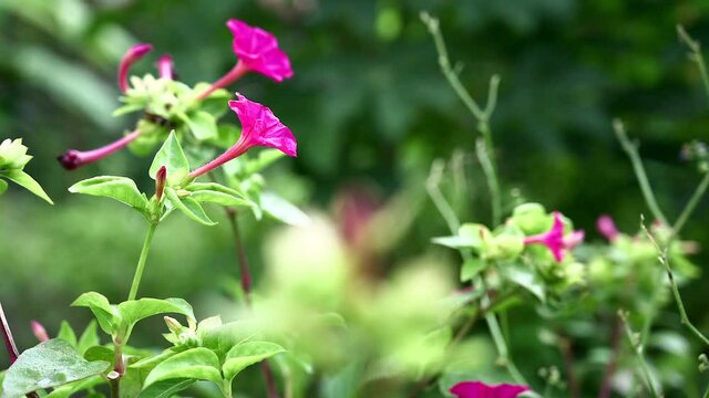Mirabilis jalapa, the marvel of Peru[1] or four o'clock flower, is the most commonly grown ornamental species of Mirabilis plant