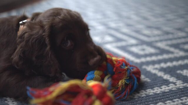 Brown spaniel puppy chewing colorful rope toy on a rug