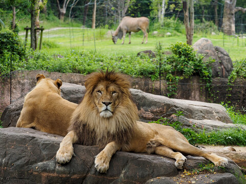 490 Best 天王寺動物園 Images Stock Photos Vectors Adobe Stock