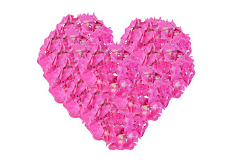 pink Hydrangea in heart shape on isolated background. valentine day card make of hydrangea flower