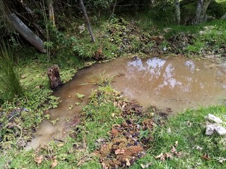 water flowing in the forest