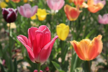 Pink and yellow tulips