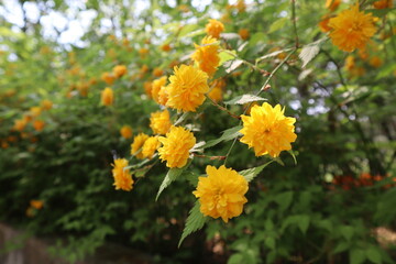 flowers in the garden