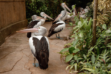 A group of pelicans in Bali bird park