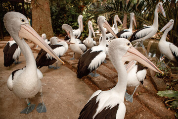 A group of pelicans in Bali bird park