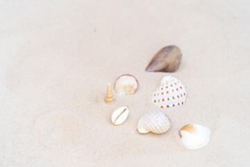 Shells on sandy background at the beach.
