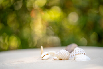 shells on sandy against nature bokeh background.
