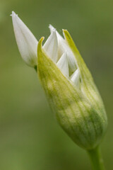 Wild garlic flowers blossom in beech forest,macro shot