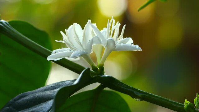 Coffee tree blossom with white color flowers