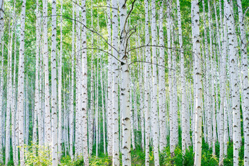 Birch forest, 자작나무숲