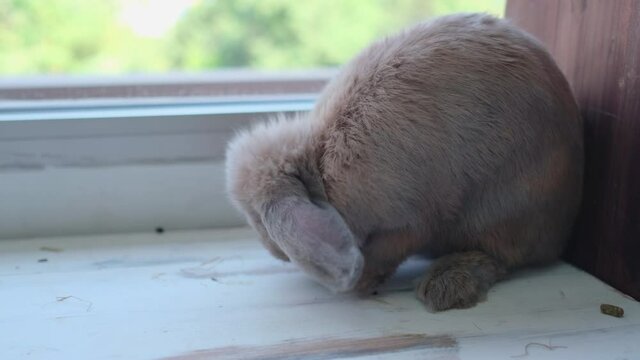 Brown rabbit stand and clean foreleg and its body stay in the corner of living room with glass windows.
