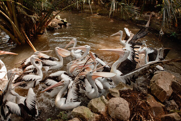 View at Australian pelicans (Pelecanus conspicillatus) in Bali bird park in the pond eating and waiting for food with open beaks