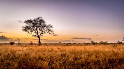 Sunrise over the savanna and grass fields in central Kruger National Park in South Africa - obrazy, fototapety, plakaty