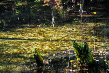 Fototapeta na wymiar A beautiful and mysterious pond 