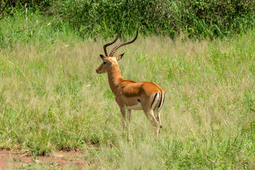 Naklejka na ściany i meble Close up of male Impala gazelle in Serengeti, Tanzania
