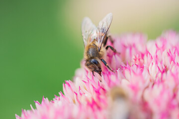 Honey bees collect pollen Spiraea flower. Macro shot.