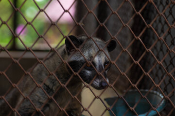 Medium close-up, pandanus civet or weasel in cage