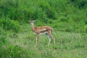 Close up of female Impala gazelle in Serengeti, Tanzania