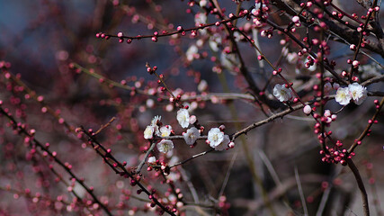 ume blossom in spring