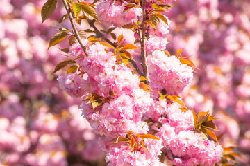 Spring flowers. Sakura Festival. Cherry Blossom Trees. Sakura spring flowers background.