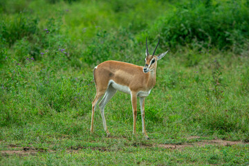 Close up of female Impala gazelle in Serengeti, Tanzania