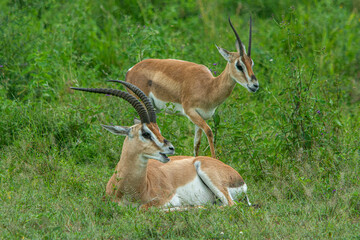 A Thomson's gazelle family laying in grass. It is one of the best-known gazelles.