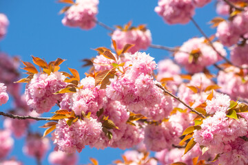 Spring Sakura Festival. Cherry Blossom Trees. Sakura spring flowers background.