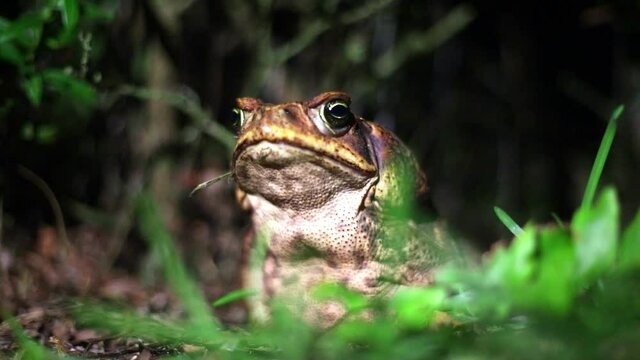 Bullfrog rana ternero Costa Rica macro close-up