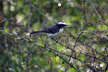 Migrant bird at Udawalawa wildlife reserve