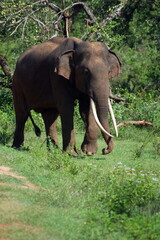 Tusker "Aravinda" roaming the Udawalawa wildlife reserve
